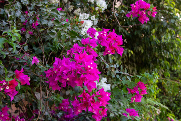 Fototapeta na wymiar bougainvillea, pink flowers in the garden