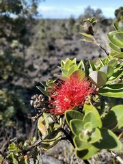 Flower Plant bottlebush Terrestrial plant Petal Tree