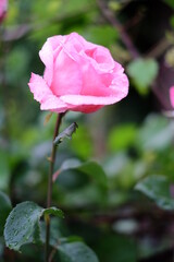 Rose Queen Elizabeth