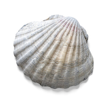 Scallop shell with a semitransparent shadow
