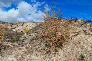 small dry young bush, dead brown, split completely burned by the fire of the summer, completely burned and black. On a hill of whitish, dry land, it carries the ashes of the burned vegetation. Next to