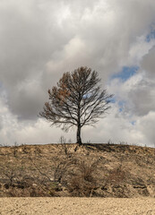 solitary black, dry, dead tree burned by fire from fires in summer due to heat wave and climate change. At the foot the dry land with remains of dead, dry and burned vegetation