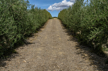 Path, space, between olive trees planted in a row so that the machines of the field pass, on the sides the young olive trees planted in a row as a way of esclota of the road. In the background the blu