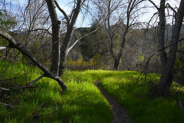 Hiking Trail in Malibu Creek State Park