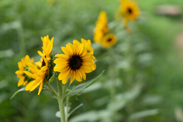 小さなヒマワリの花