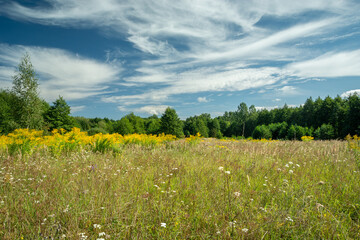 Herbs and grass in a meadow against a forest and clouds on the sky