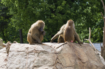  baboons siting on the stone