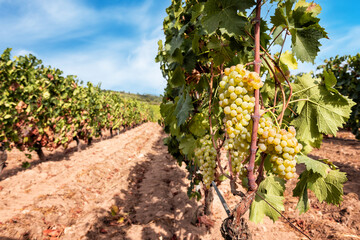 Vermentino grapes. Bunches of ripe white grapes on the seedling. Agriculture.