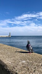 pigeon and lighthouse