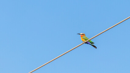 White-fronted bee-eater (Merops bullockoides) sitting on a wire, Mbombela, South Africa.