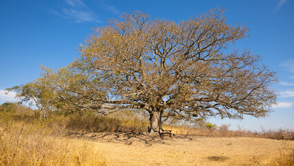 A big old fig tree, Tomjachu Bush Retreat, Mpumalanga, South Africa.