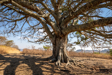 A big old fig tree, Tomjachu Bush Retreat, Mpumalanga, South Africa.