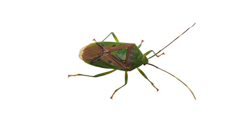 Pinterest
Green bug | Green bug | Stink bug, stink beetle, white background