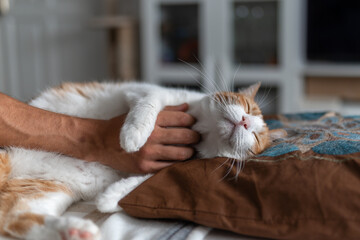 brown and white cat with yellow eyes enjoys the caresses of a human hand. close up