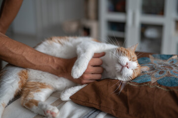 brown and white cat with yellow eyes enjoys the caresses of a human hand. close up