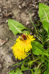 Bumblebee sitting on a dandelion flower. Spring seasonal of growing plants. Traditional blooming