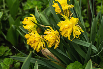 Blooming yellow narcissus in the garden. Spring seasonal of growing plants. Gardening concept