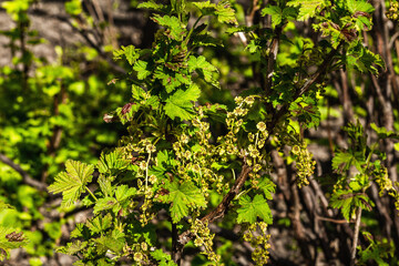 Blooming red currant bush in the garden. Spring seasonal of growing plants. Gardening concept