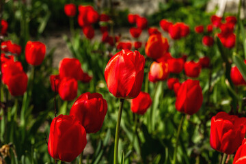 Blooming red tulips in the garden. Spring seasonal of growing plants. Gardening concept background