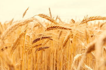 Golden wheat rye landscape in sun day. Golden harvest background. Bread plant agriculture farm...