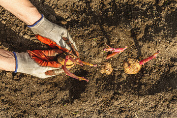 Obraz premium Gardening conceptual background. Woman's hands planting potatoes in to the soil. Spring season