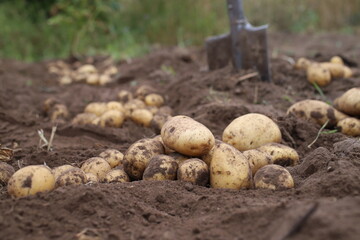 autumn harvesting of the potato harvest in the garden	