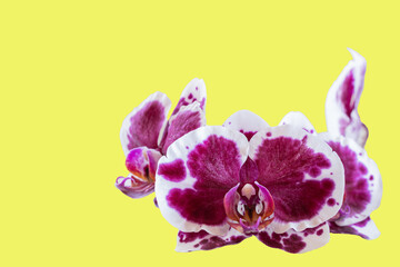 Fototapeta na wymiar Burgundy orchid flowers close up isolated on yellow background as postcard with copy space for text and as mockup.