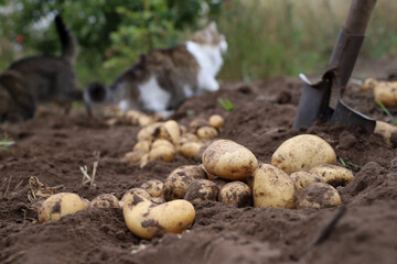 the excavated potato crop on the farm lying on the ground