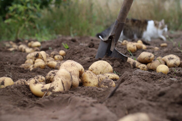 autumn harvesting of potatoes in the farm
