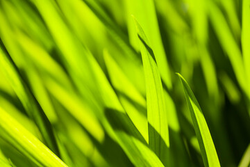 close-up of green grass with shallow depth of field as a background