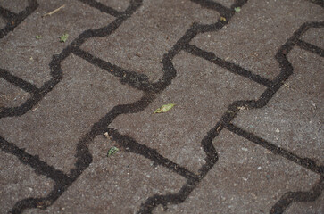 pavement with a pattern and a small leaf