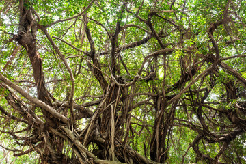 low angle view of a lush banyan tree and green leaves as a background