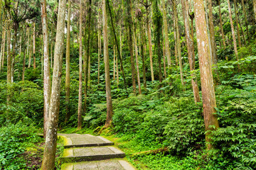 Stone stair footpath through the forest of Xitou Nature Education Area in Nantou, Taiwan.