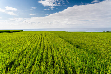 Fototapeta na wymiar View of the large paddy fields in Xinshe Rice Terraces, Hualien, Taiwan.