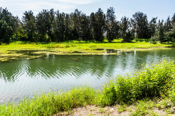 Fototapeta premium Beautiful view of Pipa Lake at Taitung Forest Park in Taiwan. The scenic Pipa Lake is a habitat of aquatic animals and plants.