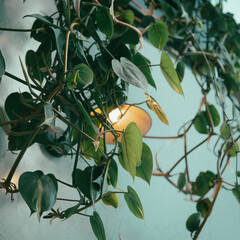 branch of a tree with warm light