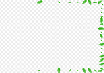 Light Green Leaves Background Transparent Vector. Sheet Park Frame. Space Texture. Greenish Ecology Illustration. Foliage Symbol.