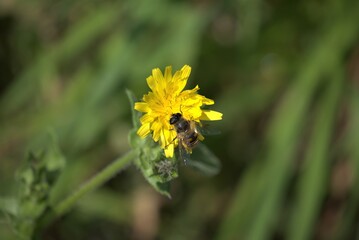 Abeille sur une fleur .