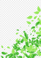 Greenish Greenery Background Transparent Vector. Sheet Isolated Card. Abstract Illustration. Light Green Ecology Frame. Plant Element.