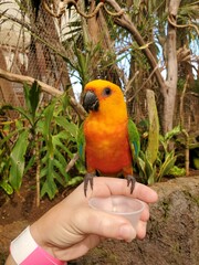 Bird Plant Beak Parrot Tree Terrestrial plant