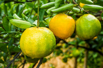 Close-up of orange fruits in the orchard of Taichung, Taiwan.