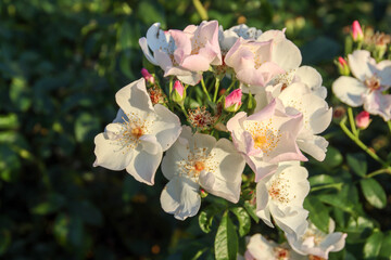 Xantippe flower head of a rose in de Guldemondplantsoen Rosarium in Boskoop