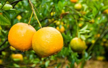 Close-up of orange fruits in the orchard of Taichung, Taiwan.
