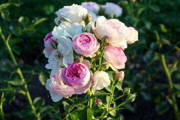 Vesalius flower head of a rose in de Guldemondplantsoen Rosarium in Boskoop