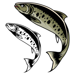 Bass fish fishing vector illustration,