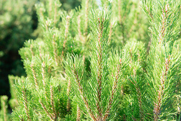 Christmas tree growing outdoors closeup. The concept of New Year wallpaper. fir branches	