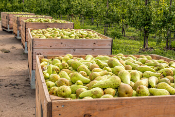 Fototapeta na wymiar Wooden crates full of freshly picked Conference pears in a Dutch pear orchard are waiting for further distribution to the trade and consumers.