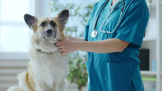 Animal doctor making health check-up of cute corgi dog, routine visit, pets care