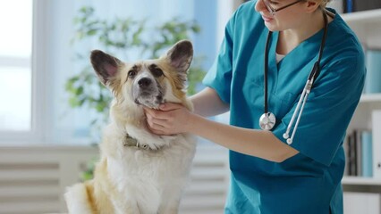 Caring vet doctor stroking frightened corgi dog, visit at the animal clinic