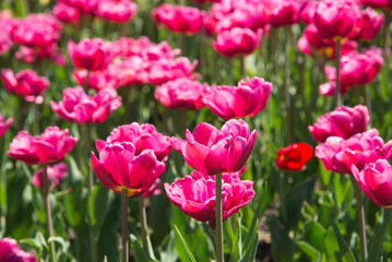 Pink tulips bloom under sunshine in the garden.